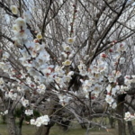 Thumbnail of post image 032