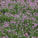 Thumbnail of post image 074